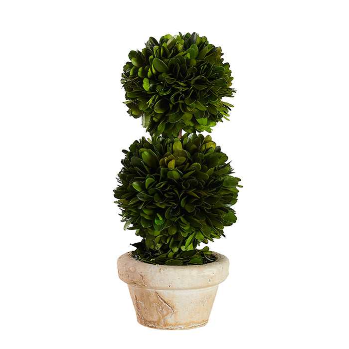 Boxwood Topiary in Pot