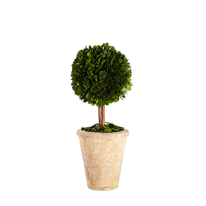 Round Boxwood Topiary in Planter