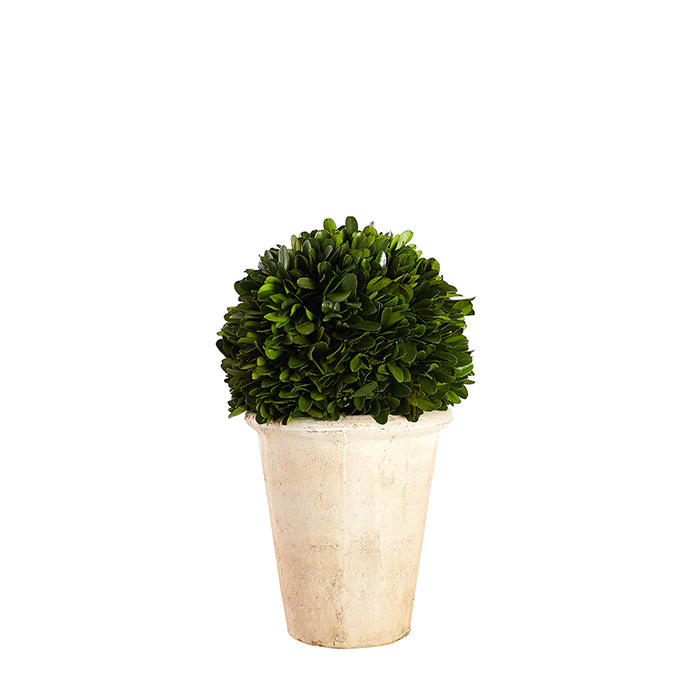 Small Round Boxwood Topiary
