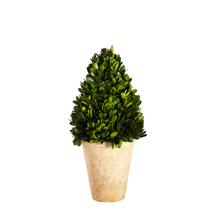 Boxwood Topiary 