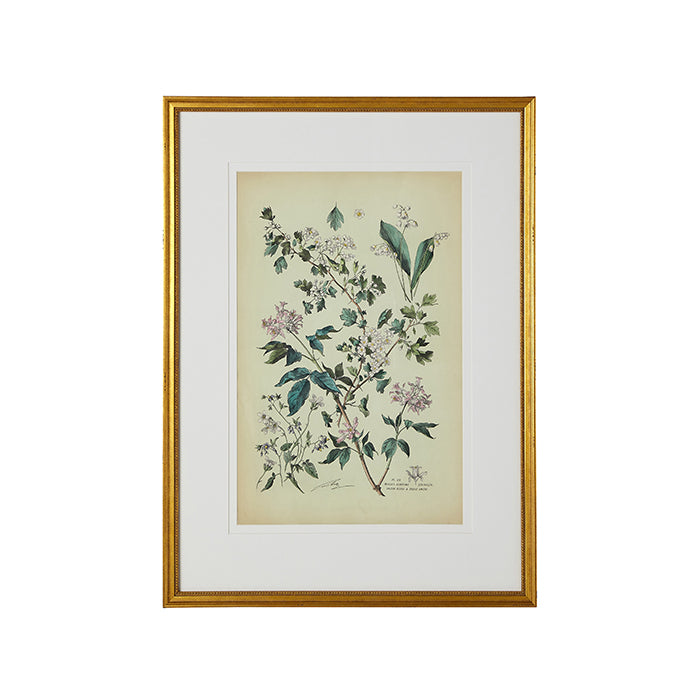 Botanical Framed Art Print by Henry Lambert