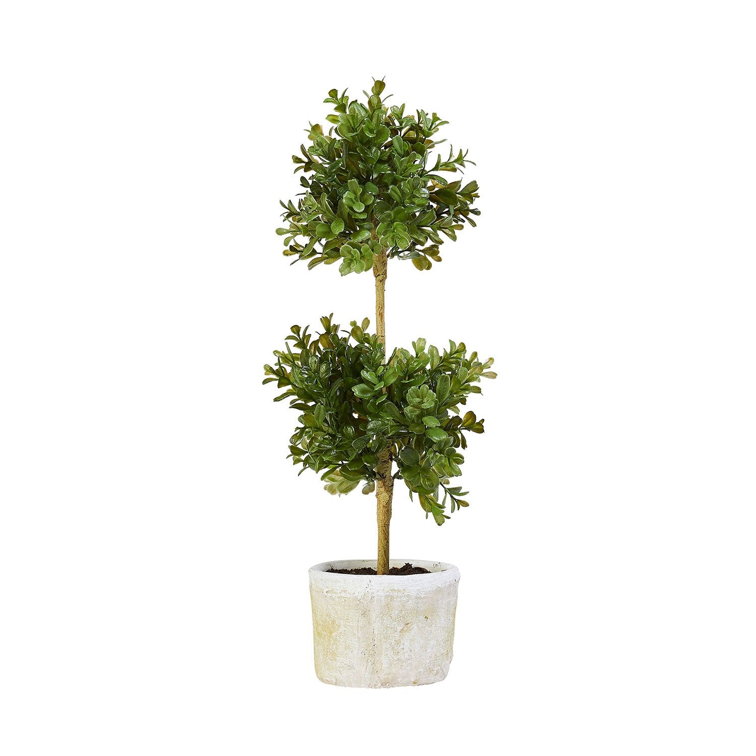 Double Boxwood Topiary Set