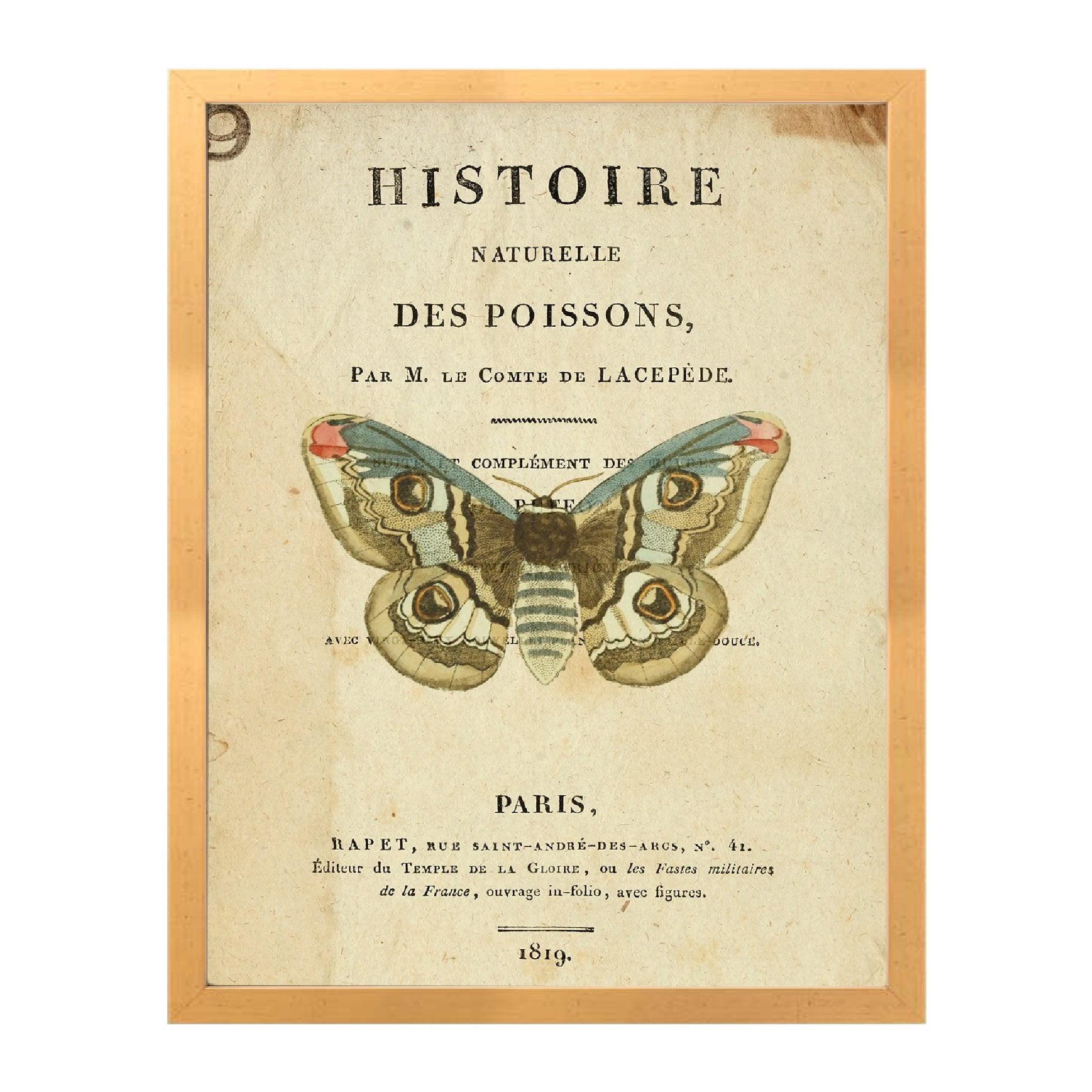 Natural History Moth Print