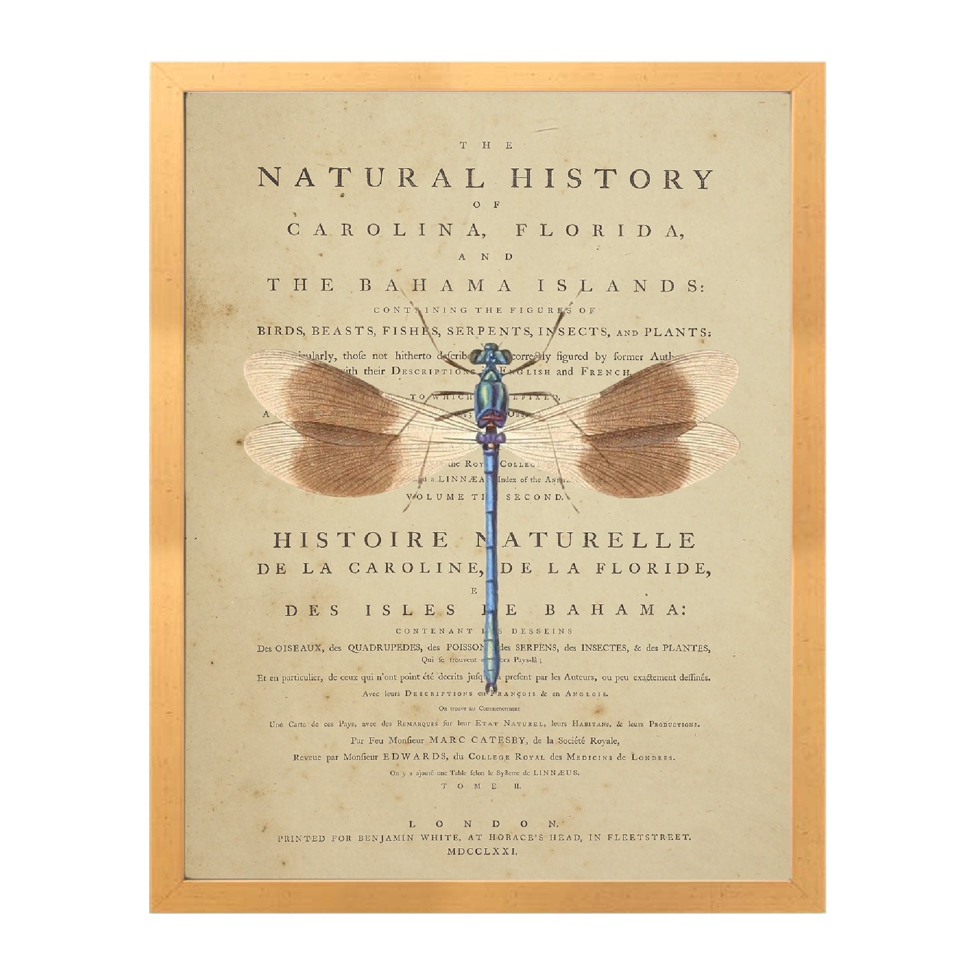 Natural History Dragonfly Print