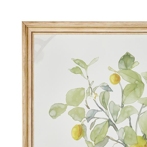 Citrus Limon Watercolor