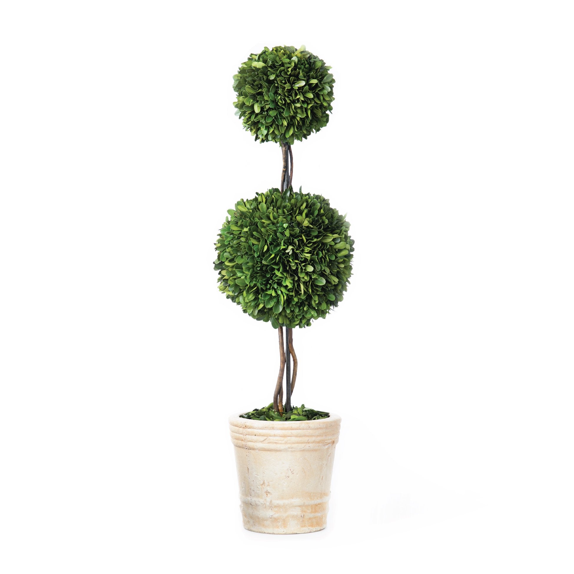 Large Boxwood Topiary