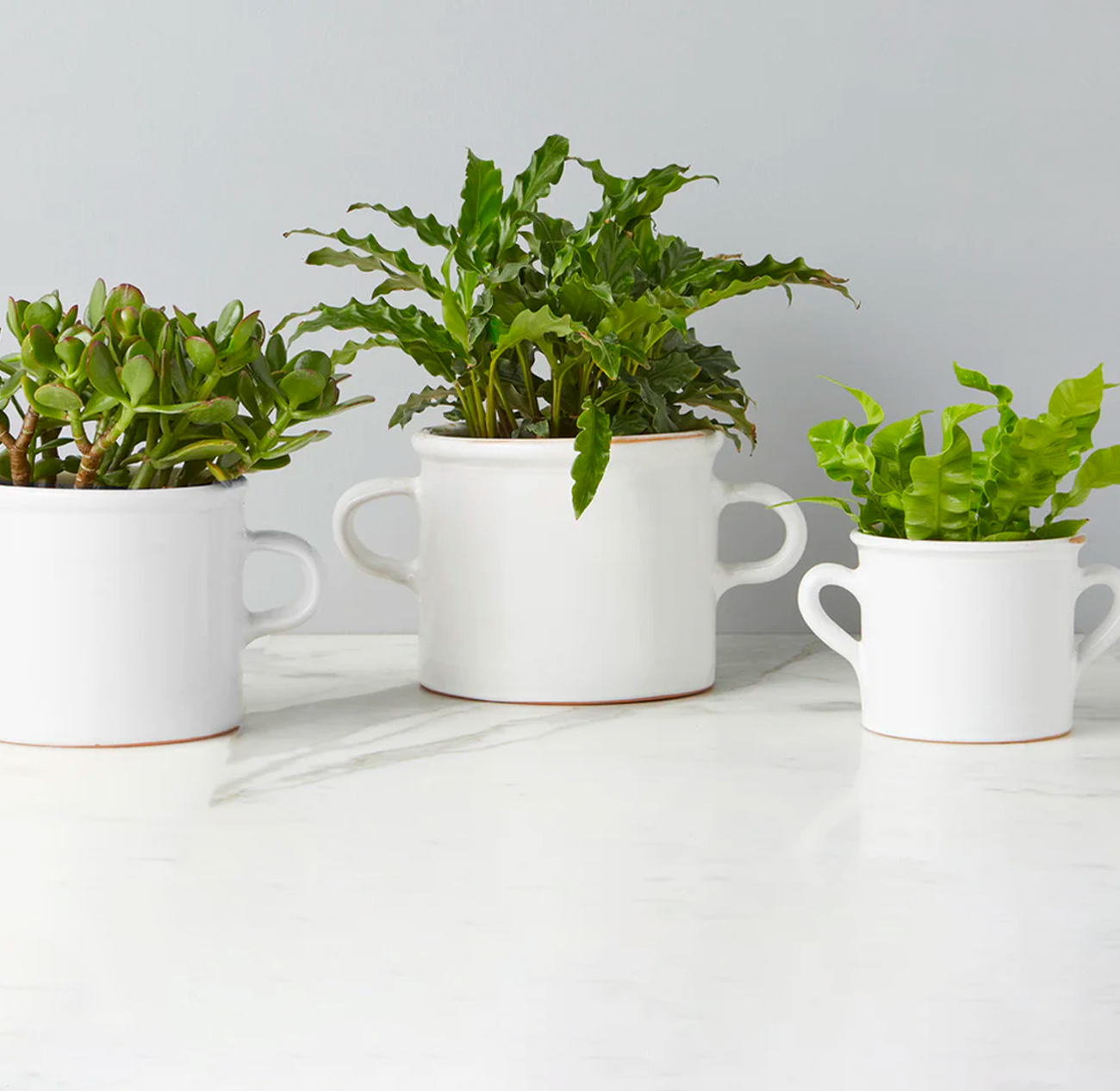 Small, Medium, and Large White Italian Olive Planters with Plants