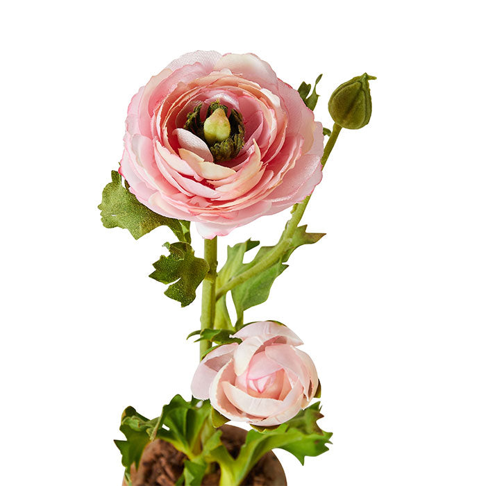 Mini Terracotta Ranunculus in Pink