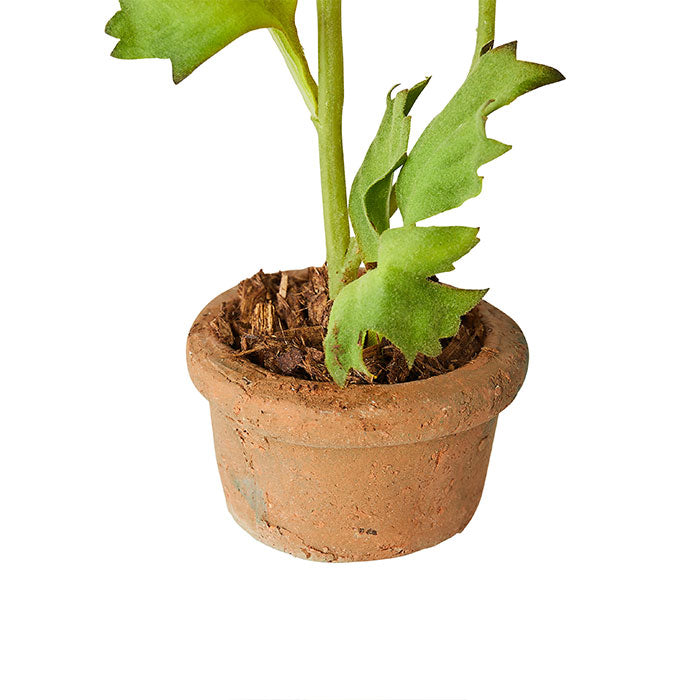 Mini Terracotta Ranunculus in White