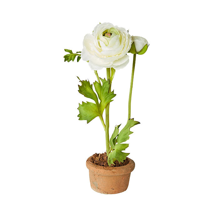 Mini Terracotta Ranunculus in White