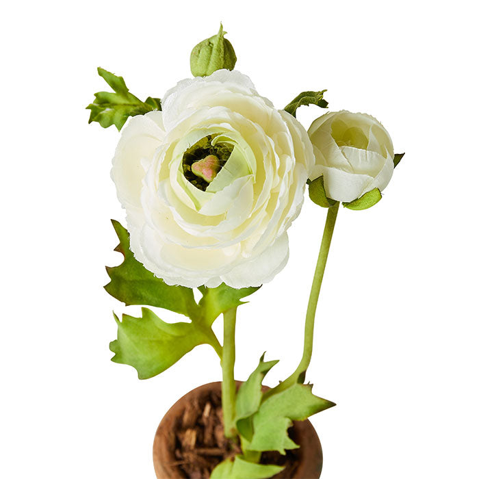 Mini Terracotta Ranunculus in White