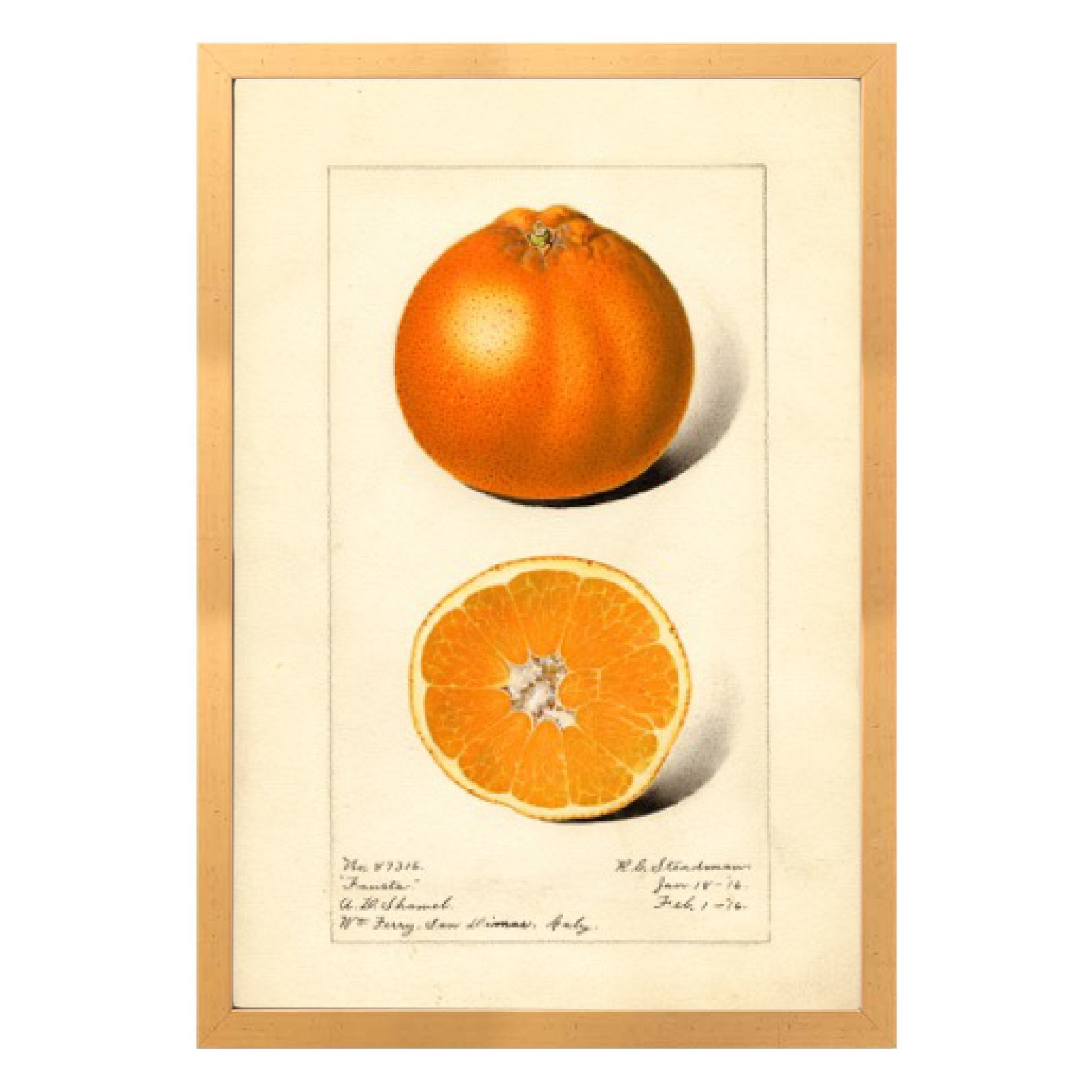 Orange Print