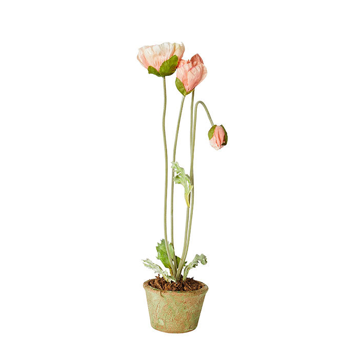 Terracotta Poppies in Pink