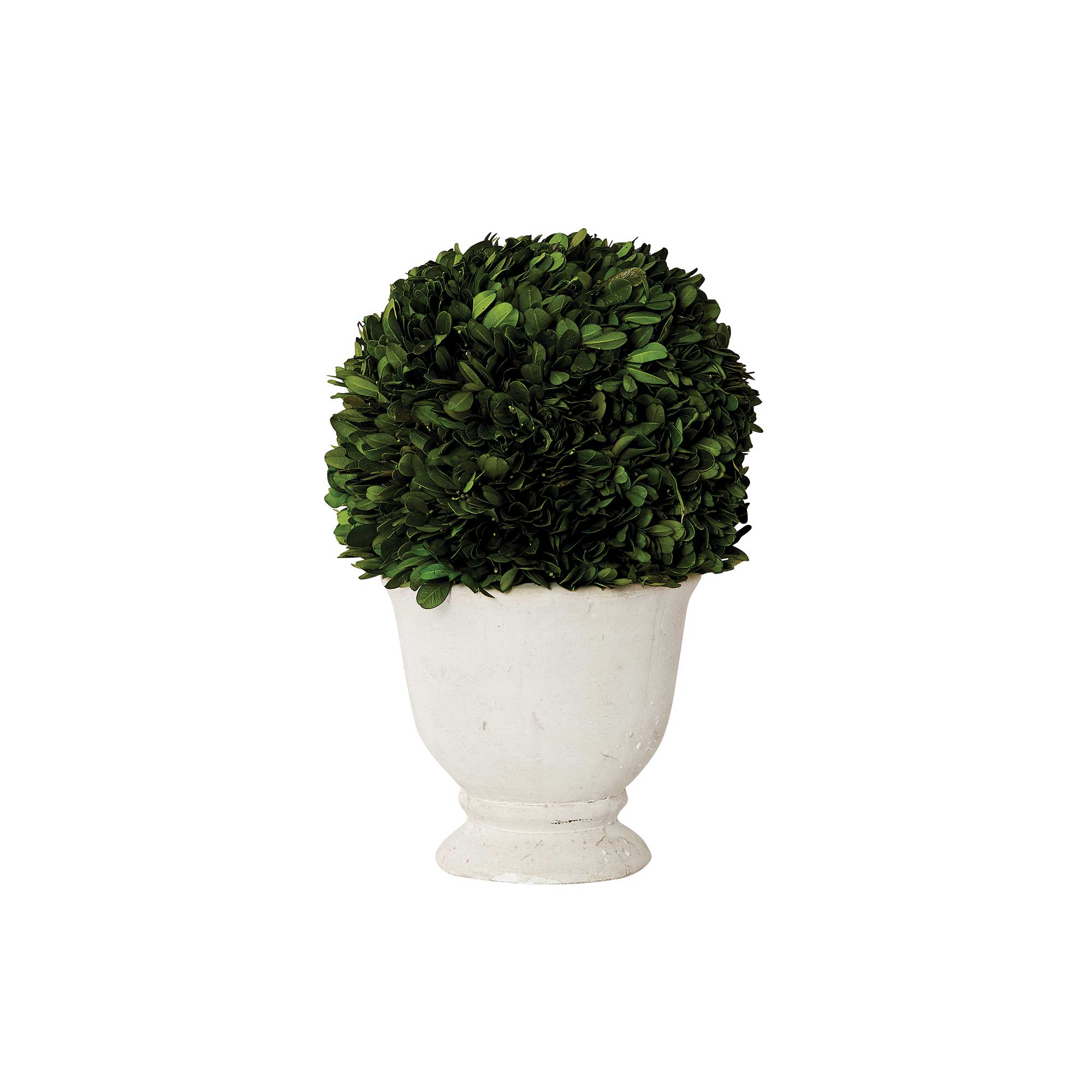 Small Single Boxwood Topiary