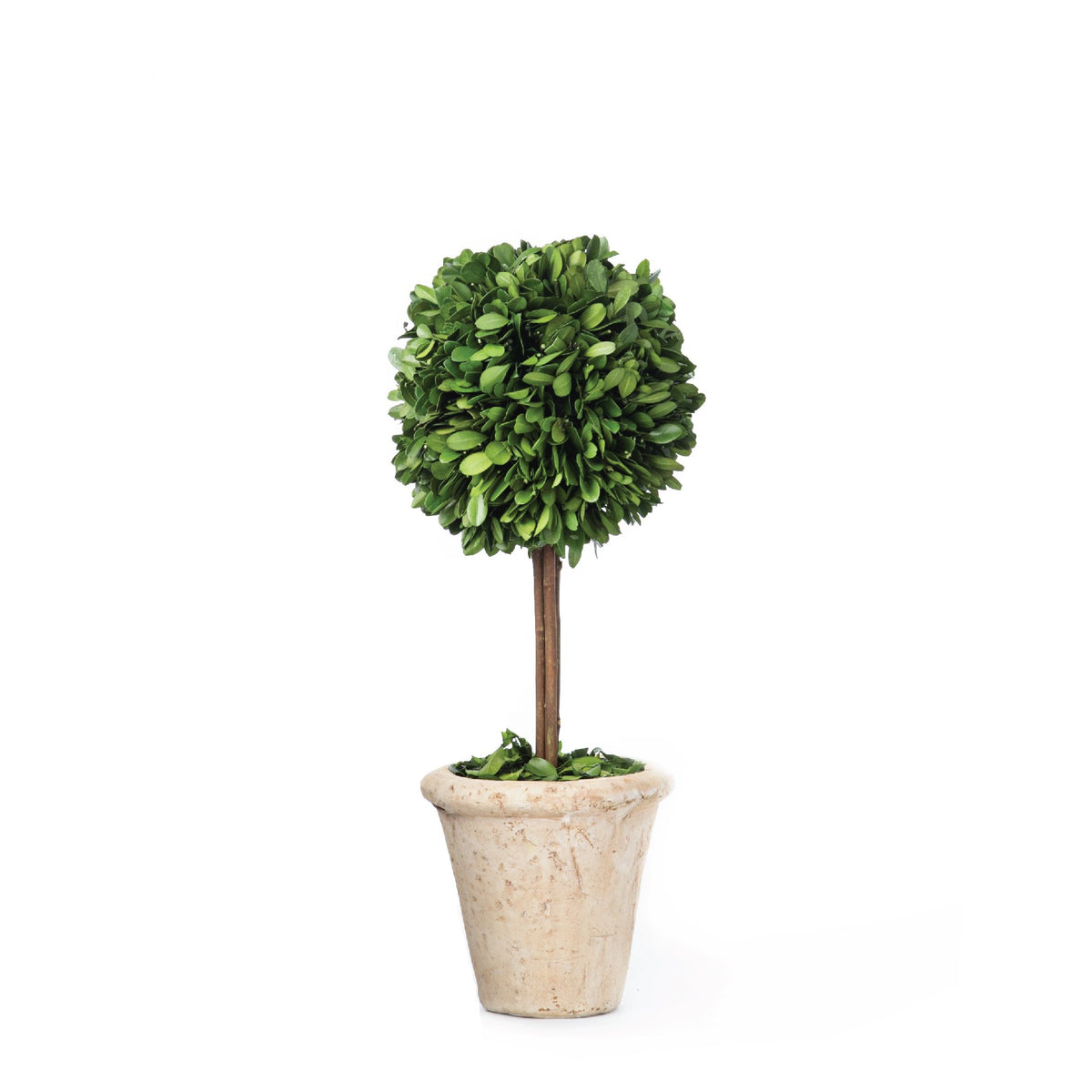 Small Boxwood Topiary in Pot