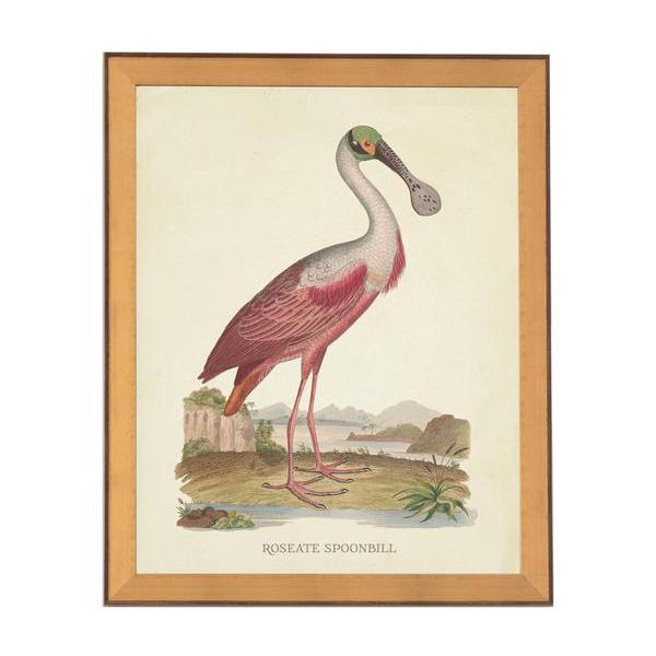 White Spoonbill Framed Art Print