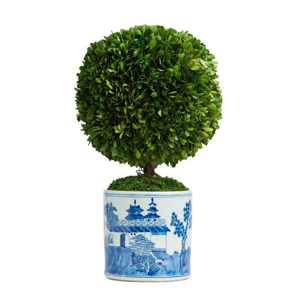 Boxwood Topiary in Cylindrical Blue and White Pot
