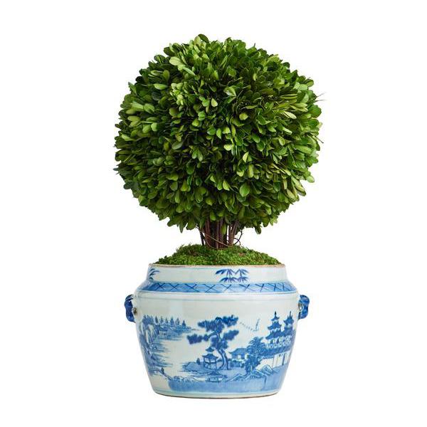 Boxwood Topiary in Oval Pot 