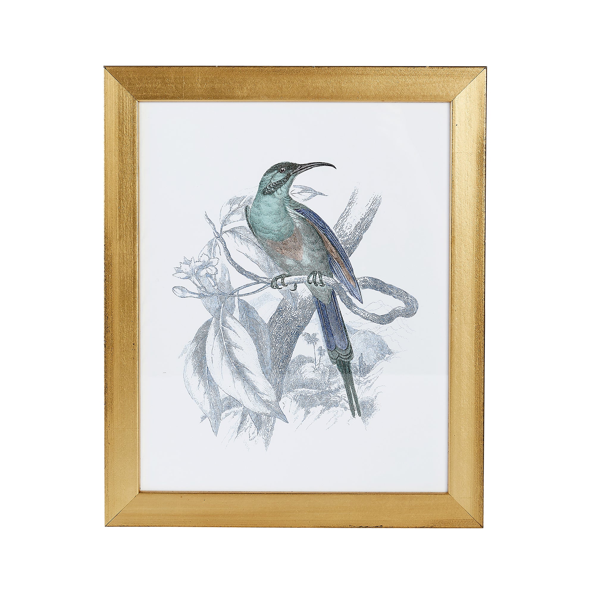 Hummingbird Print VI