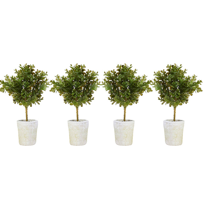 Set of Four Boxwood Topiaries in White Terracotta Pots